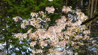 20160417-1.jpg